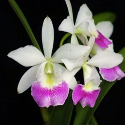 Orquídea branca com centro roxo em flores vistosas