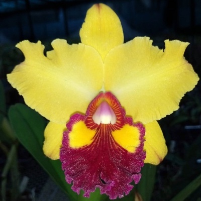 Orquídea amarela com parte central vermelha e detalhes amarelos