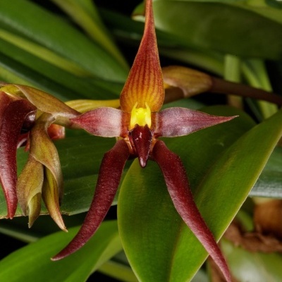 Orquídea vermelha e amarela com folhas verdes largas