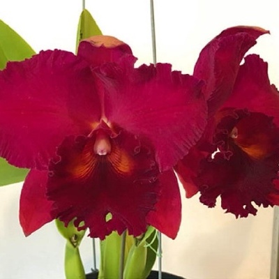 Duas flores de orquídea vermelhas com folhas verdes ao fundo