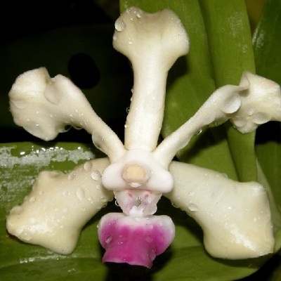 Flor branca com pétala rosa em folhas verdes molhadas