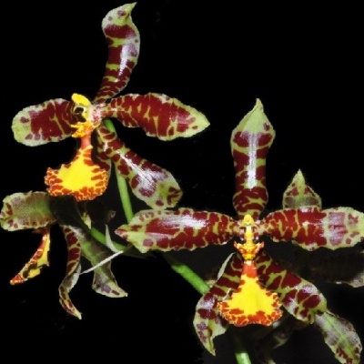 Flores de orquídea com pétalas verde-claras manchadas castanho-avermelhado e labelo amarelo com manchas castanhas