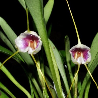 Flores de orquídeas brancas e púrpuras com folhas verdes e fundo preto