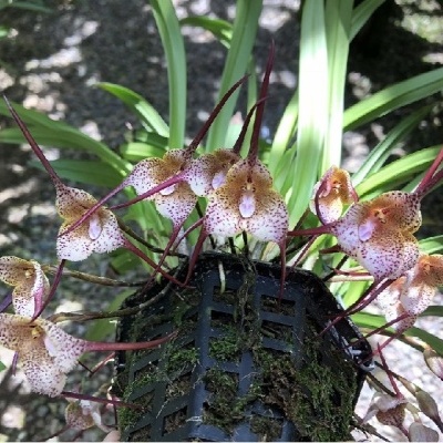 Orquídea com flores amarelas e púrpuras em vaso preto com musgo