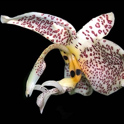 Flor de orquídea branca com manchas vermelhas