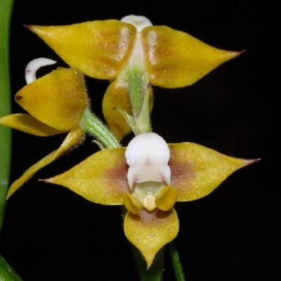 Flor amarela e branca com folhas verdes e fundo preto