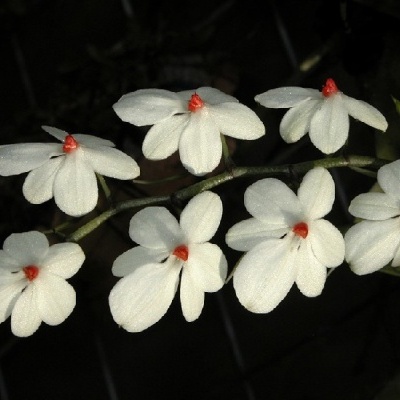 Orquídea branca com centro vermelho, em caule verde, fundo escuro