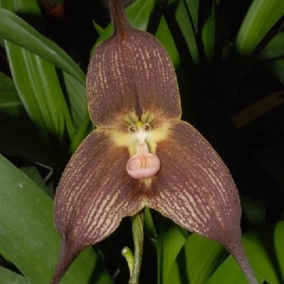 Flor exótica castanha com padrão riscado claro em formato triangular