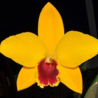 Orquídea amarela com centro vermelho em fundo escuro.