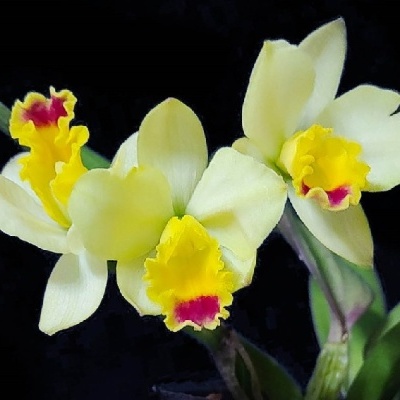 Três flores de orquídea amarelo pálido com centros amarelos e manchas vermelhas em fundo preto.
