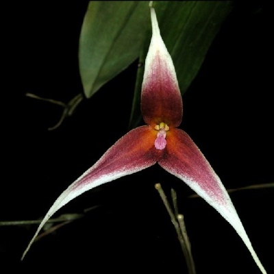 Flor orquídea de três pétalas longas e pontiagudas em tons de vermelho, branco e rosa