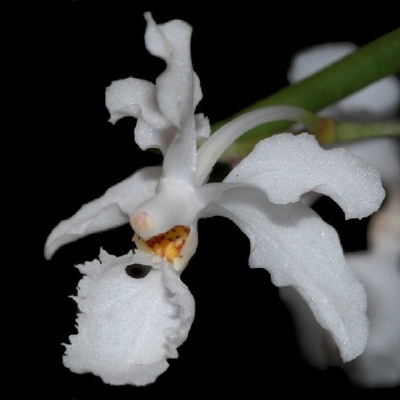 Flor branca com detalhes amarelos e castanhos num caule verde