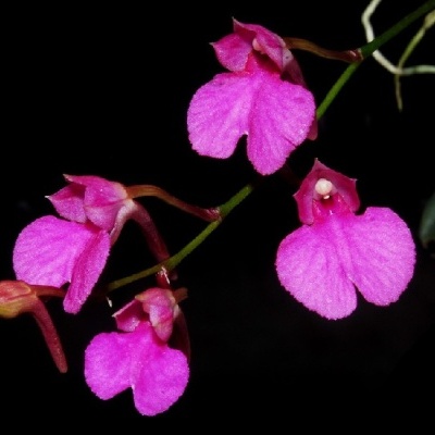 flores cor de rosa vibrante em ramo verde sobre fundo preto