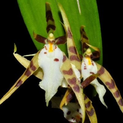 Flores de orquídea amarelas e brancas com manchas castanhas e vermelhas contra fundo preto