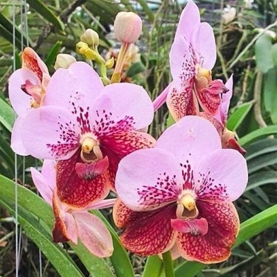 Flores de orquídea rosa com manchas vermelhas e folhas verdes ao fundo
