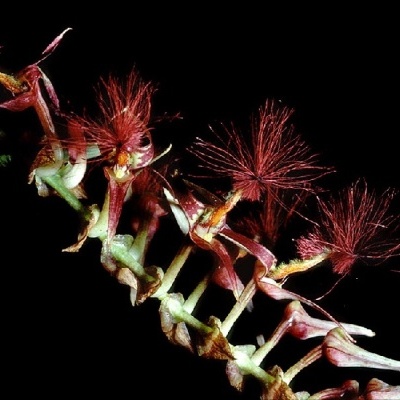 Ramo com flores pequenas vermelhas, rosas e verdes com pétalas finas e cabelos vermelhos finos em fundo preto