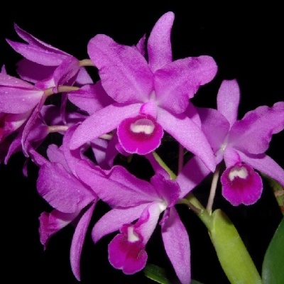 Orquídea cor-de-rosa com centros roxos e folhas verdes em fundo preto