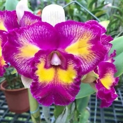 Orquídea roxa e amarela com textura ondulada nas pétalas em estufa