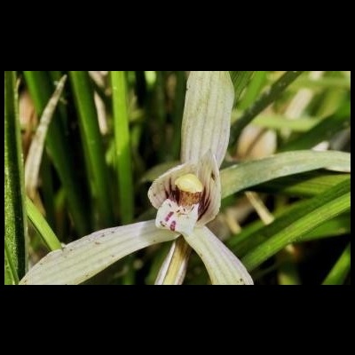 Flor de orquídea creme com veias verdes e manchas castanhas sobre folhas verdes