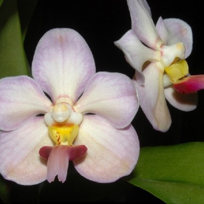 Orquídeas rosa com centro amarelo e vermelho, folhas verdes e fundo preto