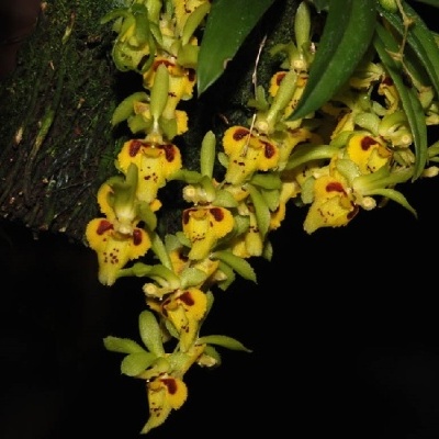 Flores amarelas e verdes com manchas castanhas penduradas num tronco