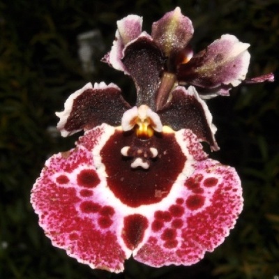 Orquídea colorida com detalhes em vermelho escuro, rosa e branco em fundo natural