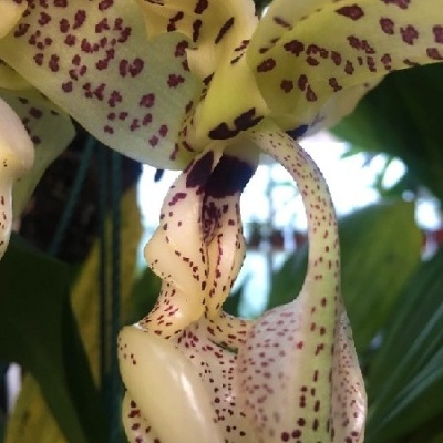 Flor amarela com manchas roxas em ambiente natural