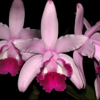 Flores de orquídea rosa em fundo preto