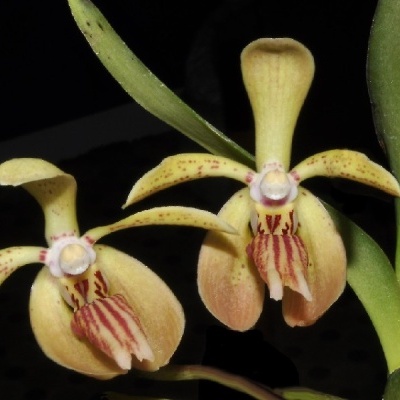 Flor amarela com pétalas alongadas e pintas vermelhas