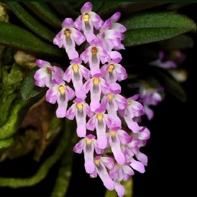 Flores de orquídea rosa claro com folhas verdes e raízes expostas