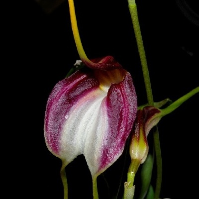 Flor exótica roxa e branca com textura aveludada em fundo preto