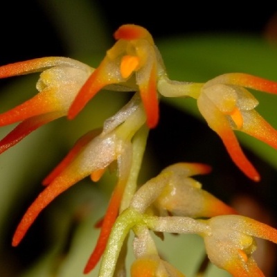 Flor exótica laranja e amarela com fundo desfocado verde e preto