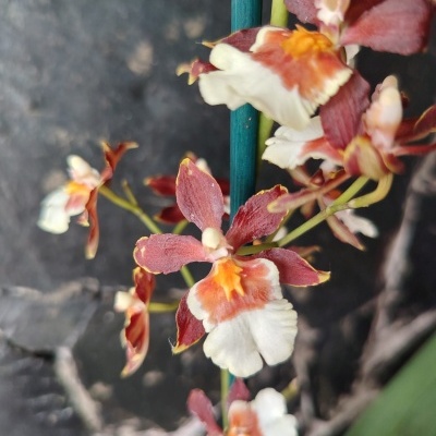 Orquídea castanha, branca e amarela com suporte verde contra fundo escuro