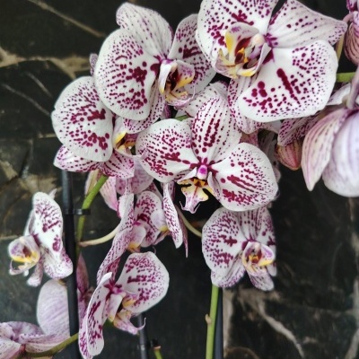 Orquídeas brancas e roxas com detalhes amarelos em fundo escuro