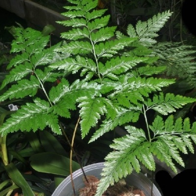 Planta verde com folhas largas e recortadas num vaso transparente