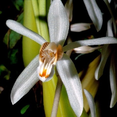 Flor branca de baunilha com centro laranja e castanho