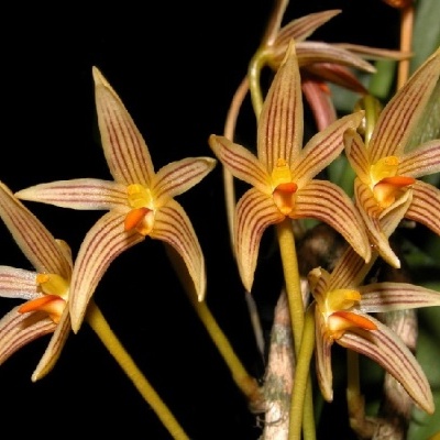 Flores de orquídea amarelas com listras vermelhas e centro alaranjado.