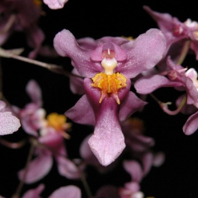 Flores cor-de-rosa com centros amarelos em fundo escuro