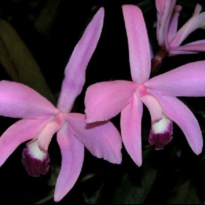 Flores de orquídea cor-de-rosa com detalhes branco e púrpura em fundo escuro