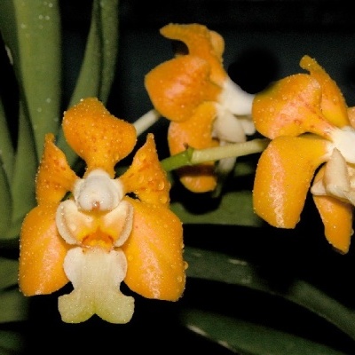 Orquídeas laranja com detalhes em branco e folhas verdes no fundo escuro