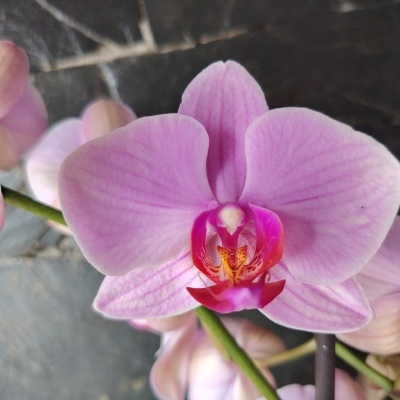Orquídea Phalaenopsis cor-de-rosa clara com detalhes em rosa escuro