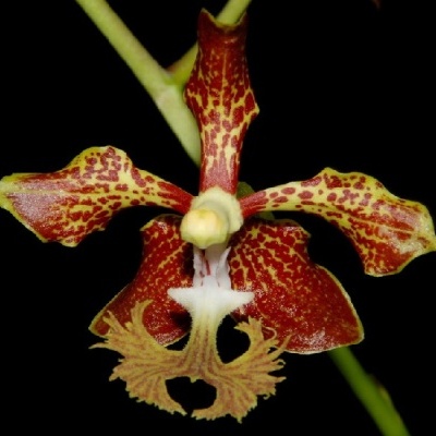 Flor exótica de orquídea vermelha e amarela em fundo preto