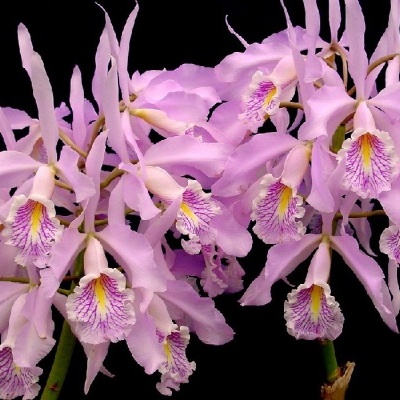 Flores orquídea rosa com detalhes roxos e amarelos contra fundo preto