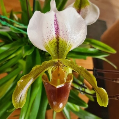 Orquídea Paphiopedilum branca, verde e castanha com folhas verdes longas