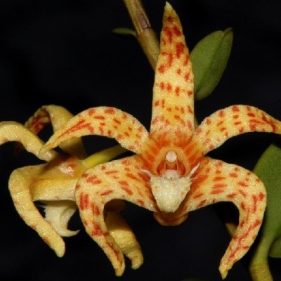 Flor de orquídea amarela com manchas laranja e folhas verdes
