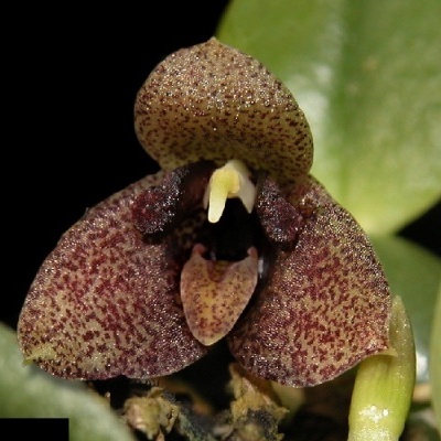 Flor orquídea castanha com pontos vermelhos e centro amarelo