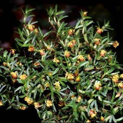 Planta com folhas verdes e flores amarelas e castanho-avermelhadas sobre fundo escuro