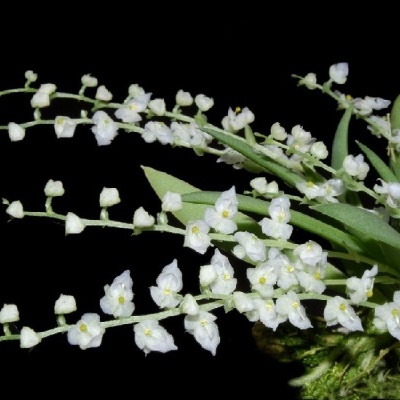 Ramo de flores de lírio-do-vale com flores brancas e folhas verdes