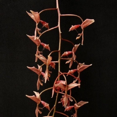 Orquídea rosa com manchas castanhas em fundo preto