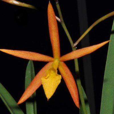 Flor de orquídea laranja e amarela com folhas verdes num fundo negro